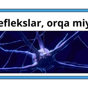 Refleks va orqa miya