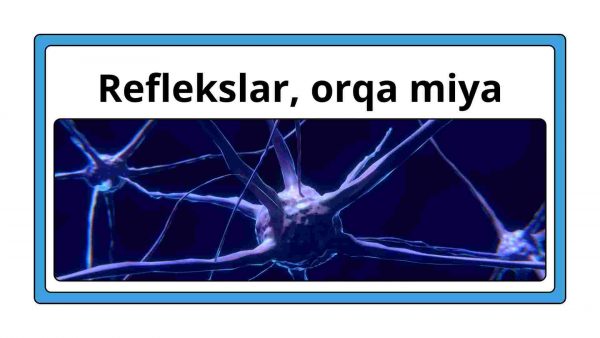 Refleks va orqa miya