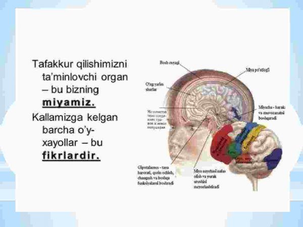 Tafakkur va nutq jarayoni - Image 3