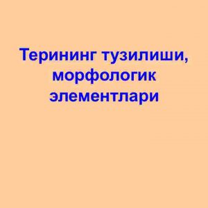 Terining tuzilishi, morfologik elementlari