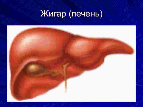 Virusli gapatitlar - Image 2