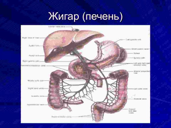 Virusli gapatitlar - Image 3