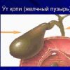 Virusli gapatitlar - Image 4
