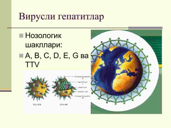 Virusli gepatitlar - Image 3