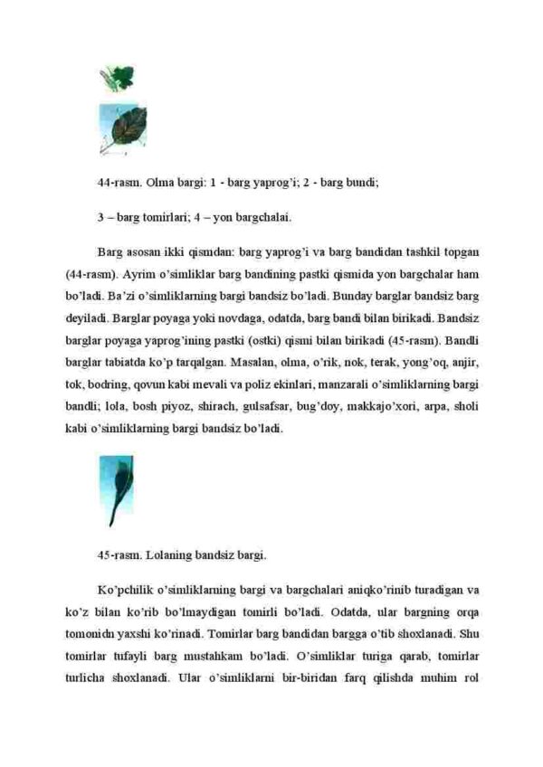 Barglarning tashqi tuzilishi - Image 2