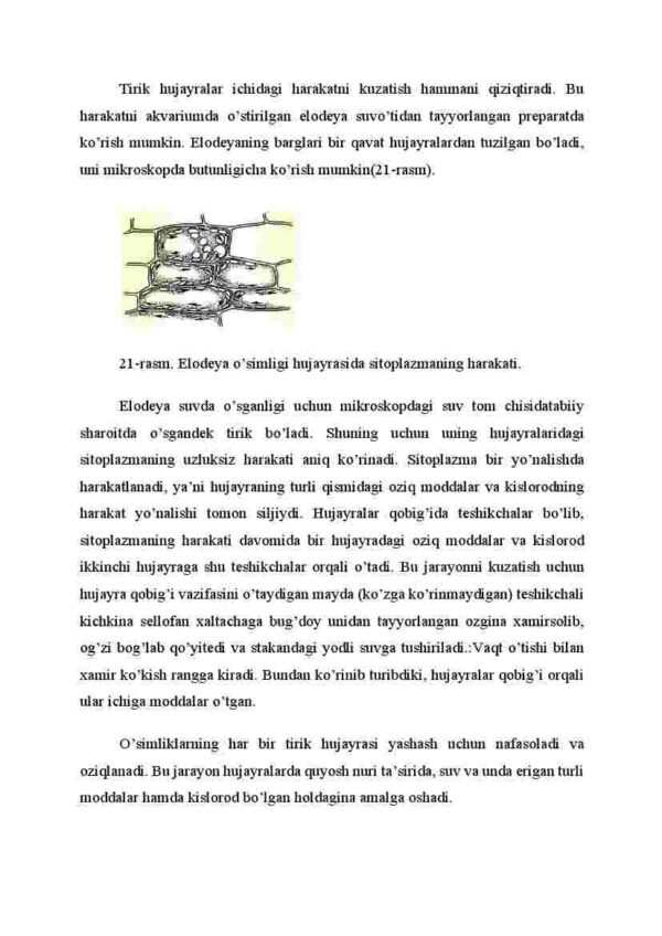 Hujayralarning hayotiy faoliyati - Image 2