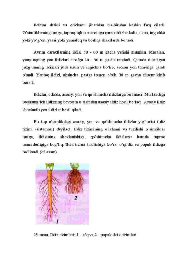 Ildiz turlari va tizimlari - Image 2