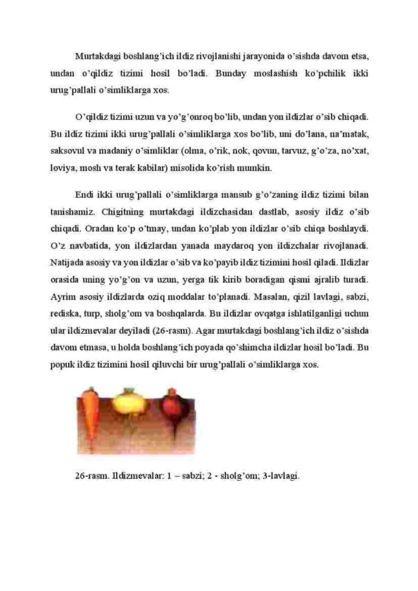 Ildiz turlari va tizimlari - Image 3