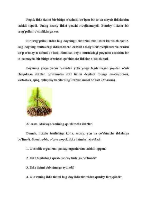 Ildiz turlari va tizimlari - Image 4