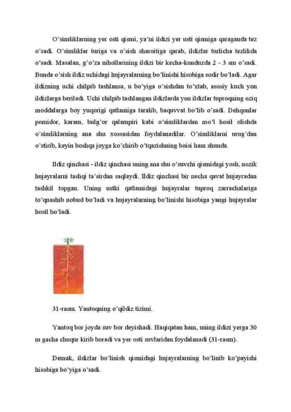 Ildizning o'sishi va nafas olishi - Image 2
