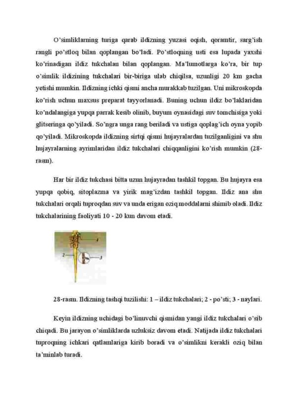 Ildizning tashqi va ichki tuzilishi - Image 2