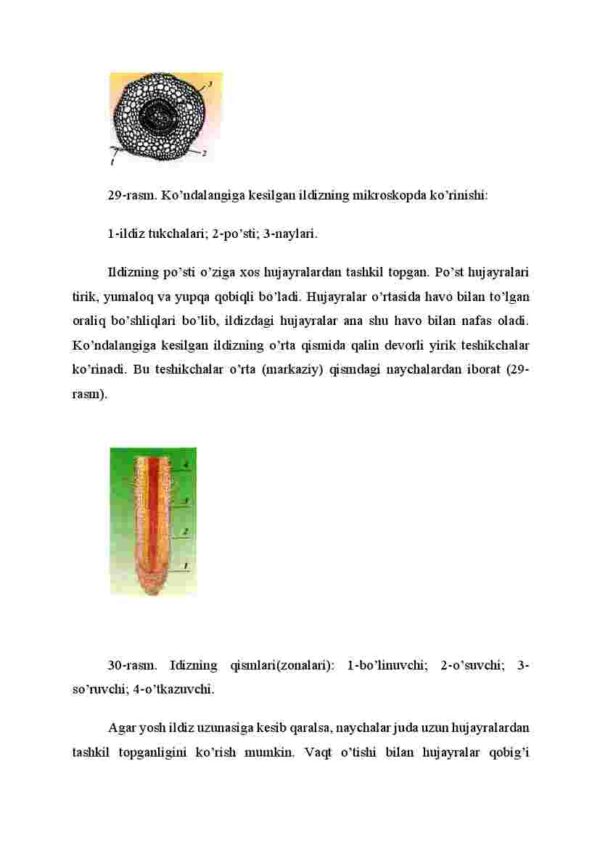Ildizning tashqi va ichki tuzilishi - Image 3