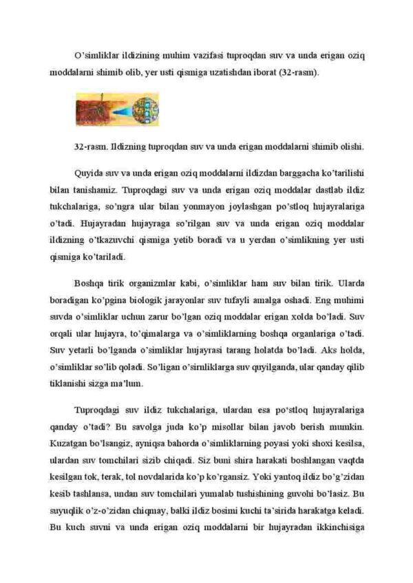 Ildizning tuproqdan suv va mineral moddalarni shimishi - Image 2