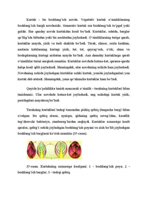 Kurtak - Image 2
