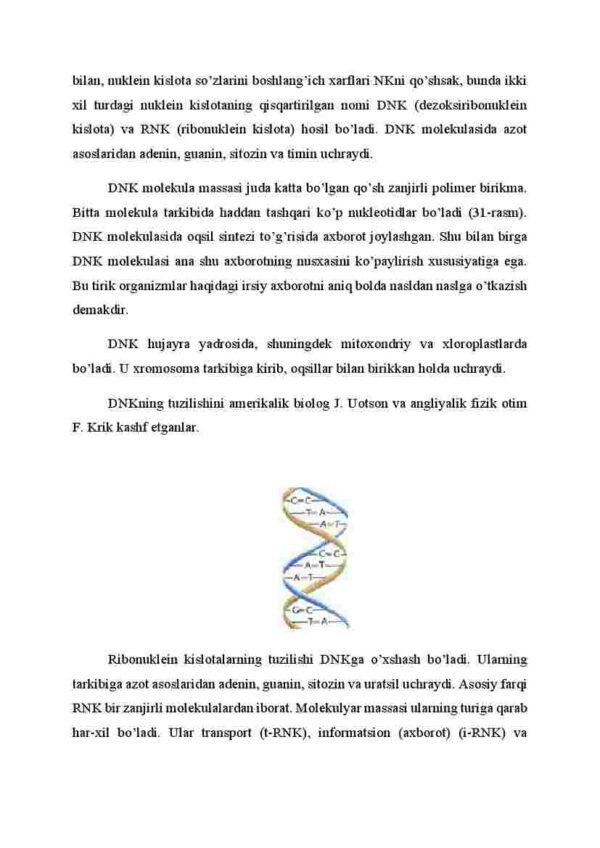 Nuklein kislotalar - Image 2