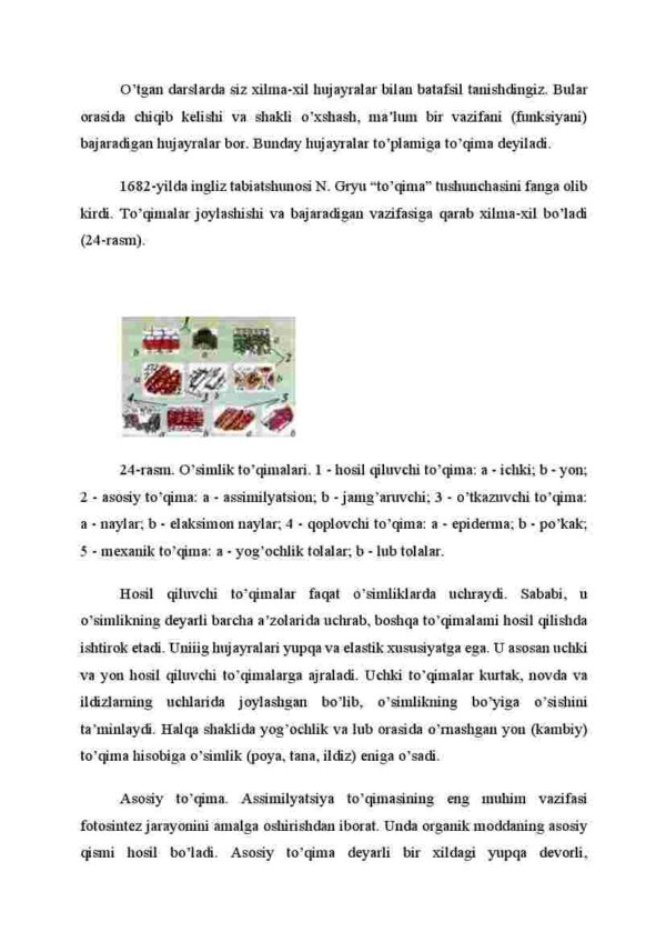 O'simlik to'qimalari - Image 2