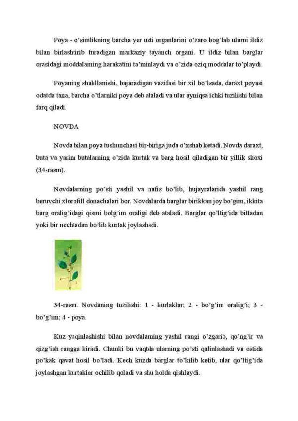 Poya va novda - Image 2