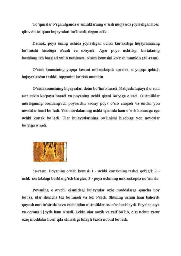 Poyaning bo'yiga o'sishi - Image 2