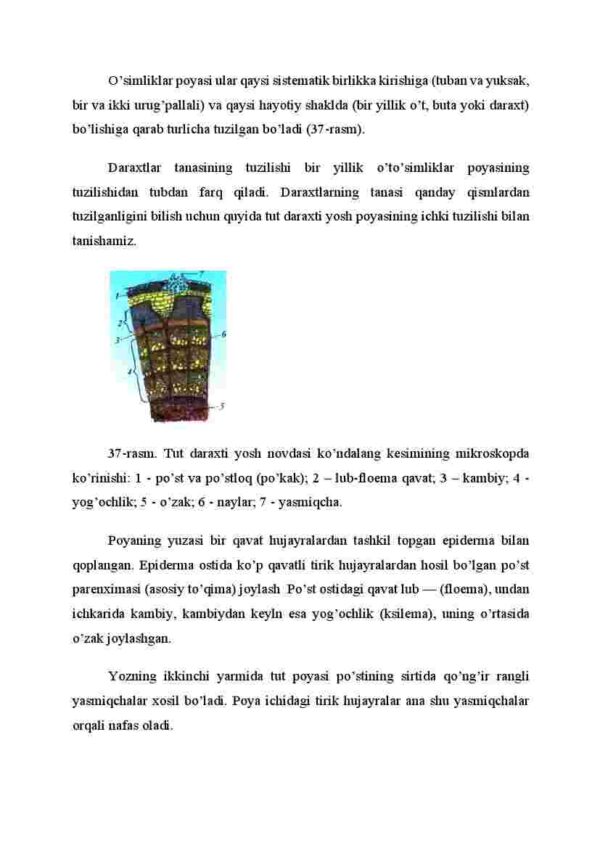 Poyaning ichki tuzilishi - Image 2