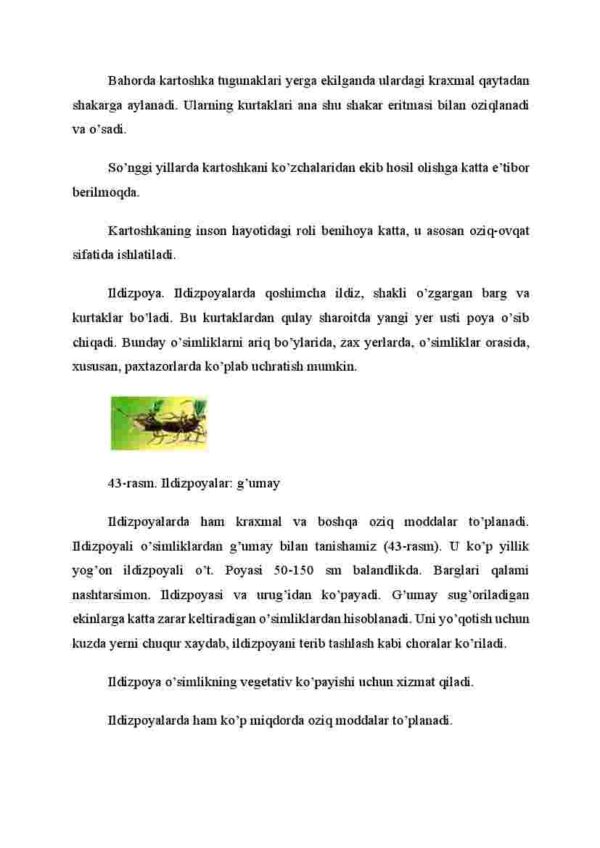 Tugunak va ildizpoyalar - Image 3