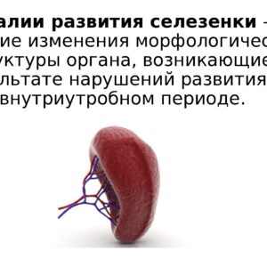Аномалии развития селезенки  – это стойкие изменения морфологической структуры органа, возникающие в результате нарушений развития во внутриутробном периоде.