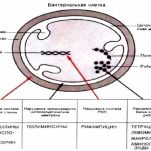 Макролидлар ва азалидлар